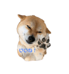 かわいい柴犬と豆柴2（個別スタンプ：8）