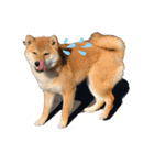 かわいい柴犬と豆柴2（個別スタンプ：9）