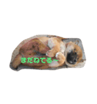 かわいい柴犬と豆柴2（個別スタンプ：14）