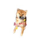 かわいい柴犬と豆柴2（個別スタンプ：15）