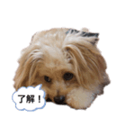 チワプー レンくん（個別スタンプ：2）