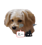 チワプー レンくん（個別スタンプ：3）