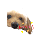 チワプー レンくん（個別スタンプ：7）