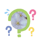 お花で遊ぼう7（個別スタンプ：13）