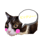 にゃんにゃんぶらざーず（個別スタンプ：1）