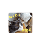 にゃんにゃんぶらざーず（個別スタンプ：6）