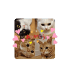 にゃんにゃんぶらざーず（個別スタンプ：8）