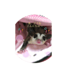 モモンガ〜スタンプー✨（個別スタンプ：3）