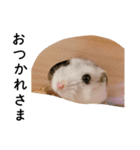 可愛いハムスターしらたまの日常スタンプ（個別スタンプ：2）