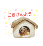 ミニチュアダックスLalaちゃん（個別スタンプ：2）