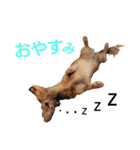 ミニチュアダックスLalaちゃん（個別スタンプ：4）