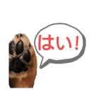 ミニチュアダックスLalaちゃん（個別スタンプ：9）