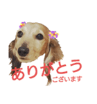 ミニチュアダックスLalaちゃん（個別スタンプ：11）