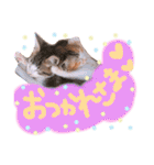 可愛い 子猫 (ジル＆ミケ)（個別スタンプ：1）