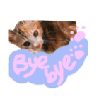 可愛い 子猫 (ジル＆ミケ)（個別スタンプ：2）