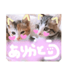 可愛い 子猫 (ジル＆ミケ)（個別スタンプ：3）
