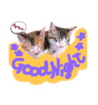可愛い 子猫 (ジル＆ミケ)（個別スタンプ：4）
