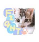 可愛い 子猫 (ジル＆ミケ)（個別スタンプ：5）