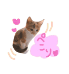 可愛い 子猫 (ジル＆ミケ)（個別スタンプ：6）