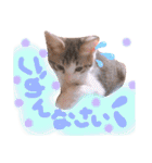可愛い 子猫 (ジル＆ミケ)（個別スタンプ：7）