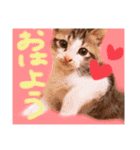 可愛い 子猫 (ジル＆ミケ)（個別スタンプ：8）