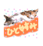 可愛い 子猫 (ジル＆ミケ)（個別スタンプ：9）