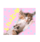 可愛い 子猫 (ジル＆ミケ)（個別スタンプ：10）