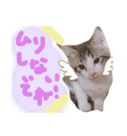 可愛い 子猫 (ジル＆ミケ)（個別スタンプ：11）
