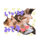 可愛い 子猫 (ジル＆ミケ)（個別スタンプ：12）