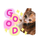 可愛い 子猫 (ジル＆ミケ)（個別スタンプ：13）
