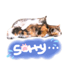 可愛い 子猫 (ジル＆ミケ)（個別スタンプ：14）