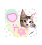 可愛い 子猫 (ジル＆ミケ)（個別スタンプ：15）
