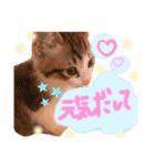 可愛い 子猫 (ジル＆ミケ)（個別スタンプ：16）