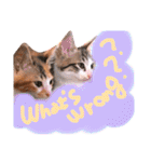 可愛い 子猫 (ジル＆ミケ)（個別スタンプ：17）