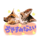 可愛い 子猫 (ジル＆ミケ)（個別スタンプ：19）