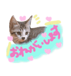 可愛い 子猫 (ジル＆ミケ)（個別スタンプ：20）