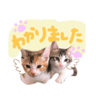 可愛い 子猫 (ジル＆ミケ)（個別スタンプ：22）