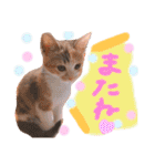 可愛い 子猫 (ジル＆ミケ)（個別スタンプ：23）