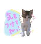 可愛い 子猫 (ジル＆ミケ)（個別スタンプ：25）
