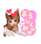 可愛い 子猫 (ジル＆ミケ)（個別スタンプ：26）