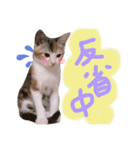 可愛い 子猫 (ジル＆ミケ)（個別スタンプ：27）