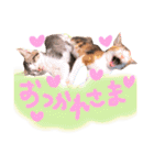 可愛い 子猫 (ジル＆ミケ)（個別スタンプ：29）