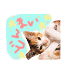 可愛い 子猫 (ジル＆ミケ)（個別スタンプ：30）