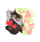 可愛い 子猫 (ジル＆ミケ)（個別スタンプ：31）