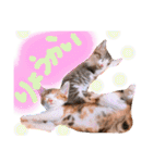 可愛い 子猫 (ジル＆ミケ)（個別スタンプ：32）