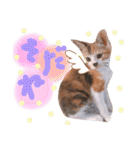 可愛い 子猫 (ジル＆ミケ)（個別スタンプ：33）