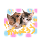 可愛い 子猫 (ジル＆ミケ)（個別スタンプ：34）