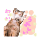 可愛い 子猫 (ジル＆ミケ)（個別スタンプ：35）