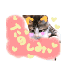 可愛い 子猫 (ジル＆ミケ)（個別スタンプ：37）