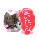 可愛い 子猫 (ジル＆ミケ)（個別スタンプ：38）